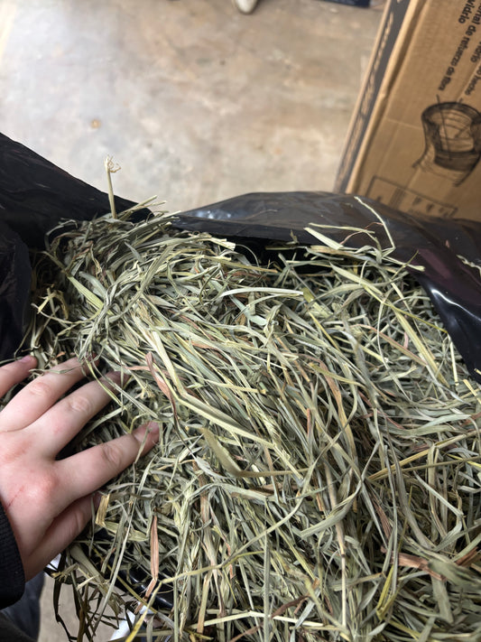 2nd Cutting Orchard Grass