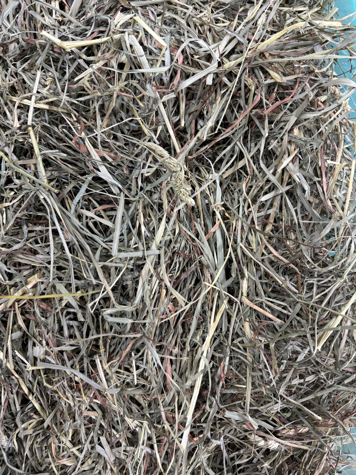 2nd Cutting Orchard Grass